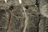 Articulated Hadrosaur (Maiasaura) Caudal Vertebrae - Montana #227424-7